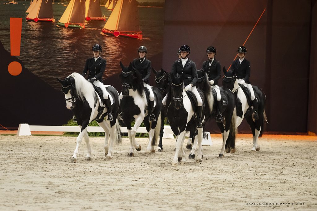 6 Barock Pinto hengsten tijdens indoor Friesland
