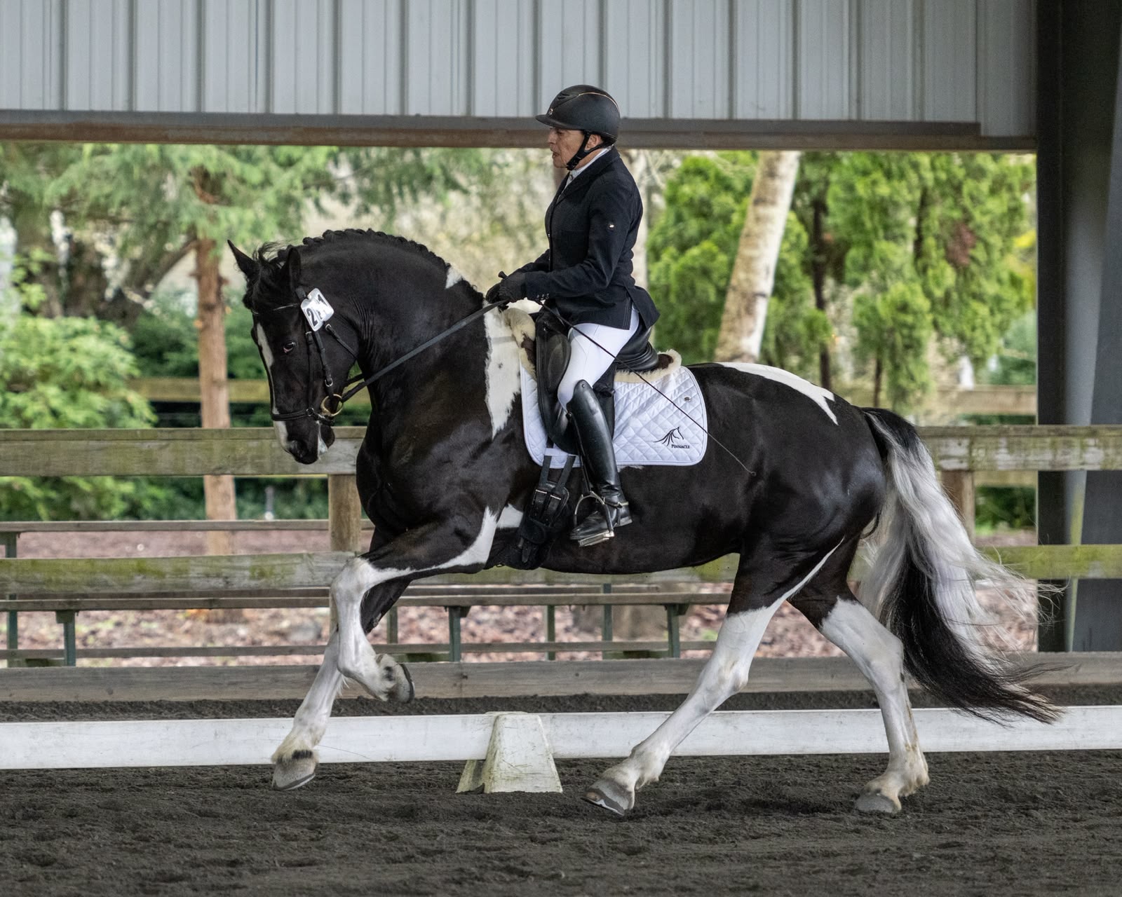 Szecrecy HP Te zien in Aachen FEI world championship